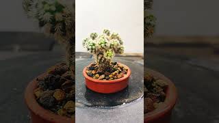 Mammillaria Vetula cactus bonsai suculentas gracilis [upl. by Llenad]