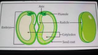 Seed  Definition and Structure [upl. by Bethel]