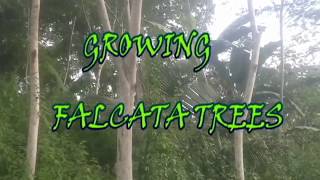 Round Weeding of FALCATA trees [upl. by Francesco299]