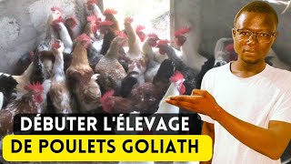 Comment Débuter lÉlevage De Poulets Goliath Facilement Chez Vous [upl. by Lennor91]