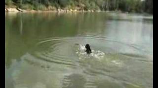 flat coated retriever  dummy training [upl. by Vickie713]