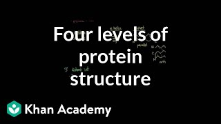 Four levels of protein structure  Chemical processes  MCAT  Khan Academy [upl. by Heiskell]