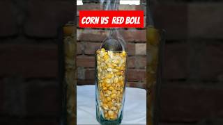 Corn vs Red boll experiment experiment shortsfeed [upl. by Crowell]