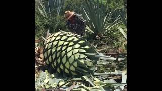 Harvesting A Gigantic 1100 Pound Agave 😲 [upl. by Henden]