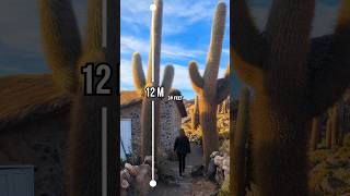 Exploring Cactus Island A Hidden Gem in Bolivias Uyuni Salt Flat [upl. by Aisemaj]