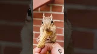 why chipmunk stares in front of camera ytshorts chipmunk friutscutting [upl. by Oigufer]