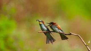 Merops apiaster in slow motion [upl. by Hellah161]