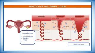 The Chamber of Secrets Endometrial Preparation and Embryo Transfer [upl. by Ardeth]