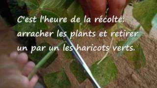 faire pousser des Haricots verts sur son balcon [upl. by Arutnev976]