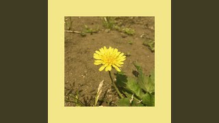 Dandelion full ver [upl. by Willumsen450]