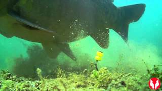 Water Wolf HD  An Underwater Fishing Camera [upl. by Wootten]