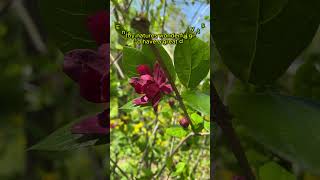 Plants at Glenstone Museum in Potomac Maryland [upl. by Nuoras280]