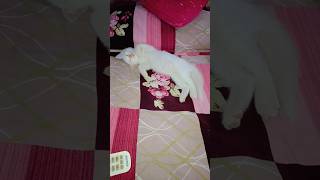 Mai to thak gai khichdi hansa comedy viralvideo likeforlikes cute trending catmeow cutebaby [upl. by Navy]