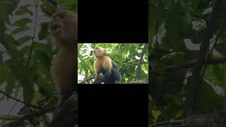 Gibbons howling  Gibbon call animals cute [upl. by Wagstaff]