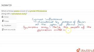 Which of these plants consist of a cymose inflorescence along with a syncarpous ovary  CLASS [upl. by Hannahsohs896]