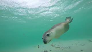 Jurien Bay Sea Lions [upl. by Earahc]