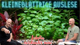 Miniatur einer Gartenpflanze für das Aquarium  Kardinalslobelie  Lobelia cardinalis mini Tür 17 [upl. by Auhoj]