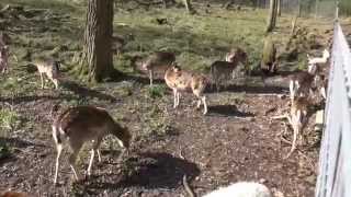 Waldspielplatz  Wildgehege  Naturfreundehaus  Leimen [upl. by Caughey762]