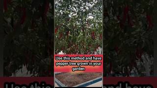 How to grow PEPPER TREE  OVERWINTERING PEPPERS METHOD [upl. by Prissie]