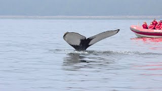 Whale Watching Tour in Tadoussac Quebec  Zodiac Tours [upl. by Ijuy]