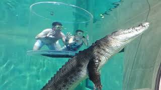 Crocosaurus Cove Darwin Australia 04 2018 [upl. by Etnoed]