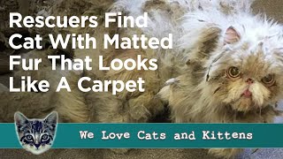 Neglected Cat Had 5Pounds of Matted Fur That Looks Like He’s Dragging A Carpet [upl. by Thrasher]