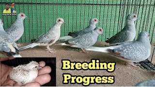 Dove breeding progress  Diamond dove  Dove birds  Morning dove  Doves  Dove Male Female [upl. by Swain328]