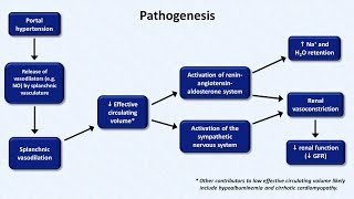 Hepatorenal Syndrome [upl. by Elleuqar589]