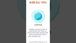 blood cells  blood cells in human body  shorts  cellular components of blood  human blood [upl. by Jeana826]