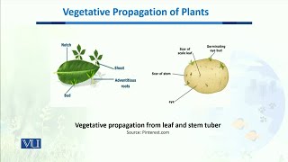 Vegetative Propagation of plants  Biodiversity amp EvolutionII  BT201Topic135 [upl. by Drucilla]