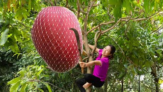 Harvest PURPLE PINK MANGO fruit goes to the market sell  Cook delicious dishes every [upl. by Yaj]