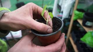 How to stop tomato plants being leggy and spindly [upl. by Libbie636]