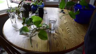 Propagate your POTHOS  Money Plant JUST PUT IT IN WATER [upl. by Ahens]