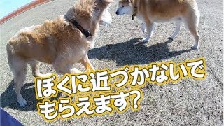 柴犬に追いかけられるゴールデンレトリバー Golden retriever escaping from Shiba Inu [upl. by Adnauqaj]