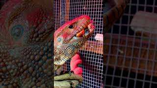 Caiman lizard chomping crawfish asmr volume up reptiles asmr lizard [upl. by Eatnuahs614]