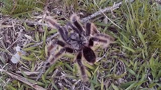 Aranha gigante na Serra Gaúcha Rota do Sol  Serra do Pinto  Tarantula Giant Spider [upl. by Natsirt]