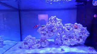 LIVE 135g Nano Reef Tank [upl. by Arahk484]