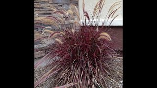 Pennisetum Fireworks  Fireworks Fountain Grass [upl. by Ayikat]