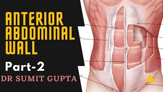 ANTERIOR ABDOMINAL WALL Part2 [upl. by Red]