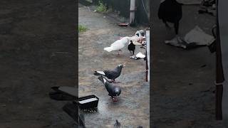 pigeoneyeview pigeon saidapetkutty karnapura bird pigeonbird newvideo viralshorts like [upl. by Cuttler]