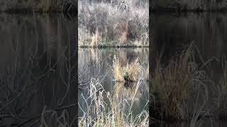 Beaver on a pond [upl. by Margaux]