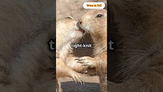 Prairie Dog Kisses How These Animals Show Affection animals dogs nature adorable love story [upl. by Guillemette]