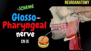 CN 9 Glossopharyngeal nerve SIMPLE Scheme  Visuals [upl. by Acinimod13]