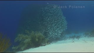 Bonaire Baitball and EagleRays shot in HD at southern reef [upl. by Ocsirf]