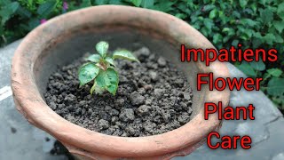 How to care Impatiens flower plants [upl. by Allx]