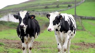 Holstein cow breed • Cow Video [upl. by Airakaz604]