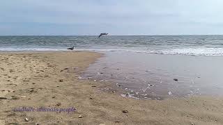 Islantilla Town Beach Sea Playa Sand Water Seagull Spain España Andalucía October 191024 year 2024 [upl. by Lenaj336]