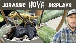 Cool Hoya Displays [upl. by Hendrick679]