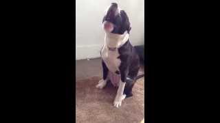 Cutest Pitbull Dog Pup Whining [upl. by Aenet]