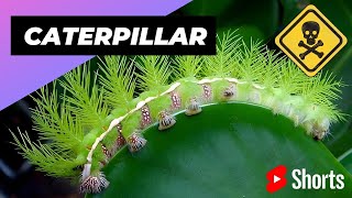 Lonomia Obliqua Caterpillar  One Of The Most Dangerous Insects In The World shorts insect [upl. by Avitzur]